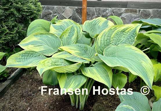 Hosta Stag's Leap